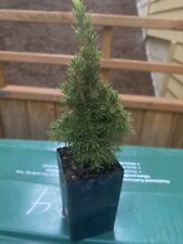 Picea glauca jean for sale  Issaquah