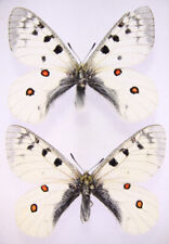 2 x Parnassius phoebus for sale  Shipping to South Africa