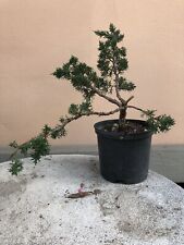 Pre-bonsai di Ginepro var. Kishu usato  Pescia