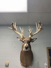 Monster whitetail deer for sale  New Concord