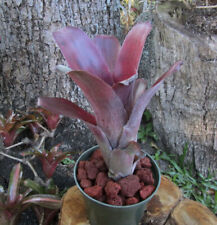 Bromeliad billbergia grande for sale  Miami