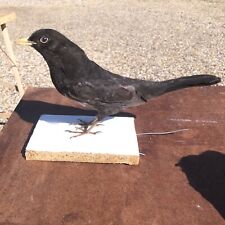 Blackbird bird mount for sale  BECCLES