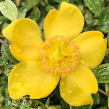 Hypericum radiance johns for sale  UK