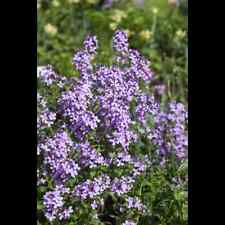 Hesperis matronalis gewöhnlic gebraucht kaufen  Deutschland