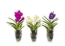 Rchidee vanda 60cm gebraucht kaufen  Alteglofsheim