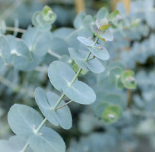 Organic eucalyptus pulverulent for sale  San Francisco