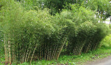 100 umbrella bamboo for sale  Huger