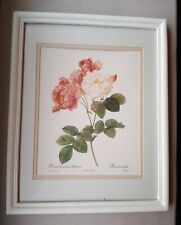 rosa damascena print for sale  Willoughby