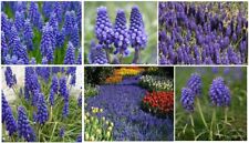 Purple blue perennial for sale  Clover