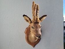 Taxidermie chevreuil velours d'occasion  Lorient