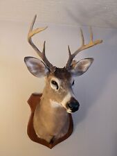 Point buck whitetail for sale  Alfred Station