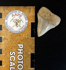 Fossil great white for sale  Providence
