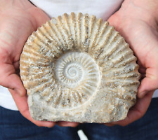 Genuine fossil ammonite for sale  BECCLES