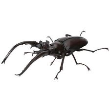 Used, Bandai Gashapon Stag Beetle 06 Action Figure Stag Beetle Lucanus planeti 12cm for sale  Shipping to South Africa