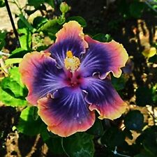 Used, 🌺🌺 MADAGASCAR HIBISCUS MOSCHEUTOS Hibiscus Starter Seeds Rose Of Sharon HS6810 for sale  Shipping to South Africa