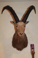 Ibex head shoulder for sale  Brandon