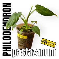 Philodendron pastazanum jungpf gebraucht kaufen  Berlin