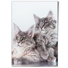 Fluffy maine coon for sale  SELBY