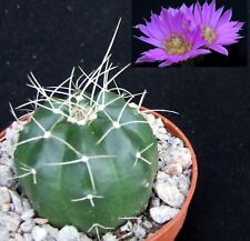 Echinocereus knippelianus reye for sale  EASTBOURNE