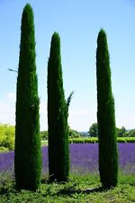 italian cypress for sale  Saint Augustine