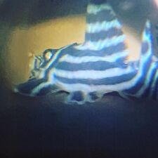 zebra pleco for sale  UK
