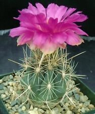 Root thelocactus bicolor for sale  Tucson