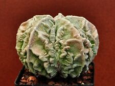 Astrophytum myriostigma cv. for sale  Shipping to Ireland