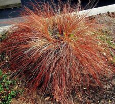 Orange sedge grass for sale  Lynnwood