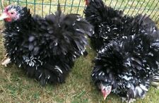 12  TOP QUALITY FRIZZLE PEKIN HATCHING EGGS for sale  UK