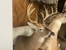 Deer shoulder mount for sale  Wetumpka