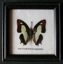 Polyura Athamas butterfly Under Glass Butterfly Small Board 12cm x 12cm for sale  Shipping to South Africa