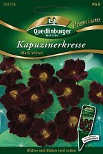 Kapuzinerkresse black velvet gebraucht kaufen  Pulheim