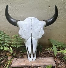 Bison skull american for sale  Culpeper