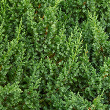 Juniperus chinensis blue for sale  Shipping to Ireland