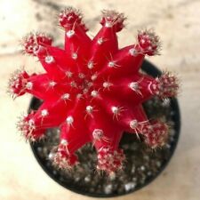 plante cactus d'occasion  Expédié en Belgium