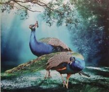 Two male peacocks for sale  Sonora