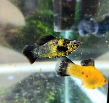 Tropical fish mixed for sale  DERBY
