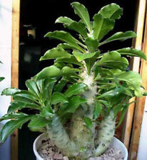 Pachypodium Saundersii - 5 Seeds - African Pachycaul Succulent for sale  Shipping to South Africa