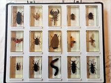 Insectes collection inclusion d'occasion  Porto-Vecchio