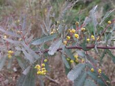 Acacia baileyana purpurea for sale  CRANBROOK