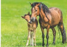 Horse stute fohlen gebraucht kaufen  Deutschland