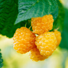 Fallgold yellow raspberry for sale  Shipping to Ireland