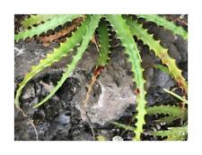 Used, 10x Hechtia sphaeroblasta bromeliad garden plants - seeds ID583 for sale  Shipping to South Africa