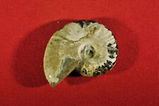 Ammonit madagaskar poliert gebraucht kaufen  Lorsch