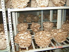 shiitake champignon d'occasion  Expédié en Belgium