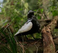 Metal wood pigeon for sale  CHELTENHAM