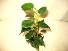 house plant leaf big for sale  Reva