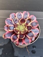 Aeonium superbang for sale  KILMARNOCK