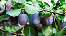 Plum tree scion for sale  Shipping to Ireland