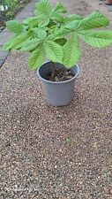 Horse chestnut sapling for sale  BARNSLEY